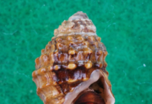 4월 멸종위기 야생생물로 염주알다슬기 선정