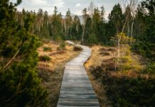 걷기 명상, 피로를 씻는 감각 훈련 wooden pathway near forest during daytime