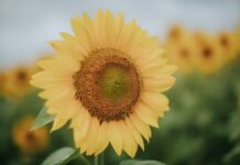 일상 속 스트레스, 작은 변화로 건강하게 관리하는 법 A close-up of a bright yellow sunflower in a field.