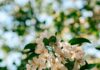뇌건강 위한 일상 루틴, 작은 변화가 큰 차이를 만든다 Sunlit white apple blossoms against a blurred green background.
