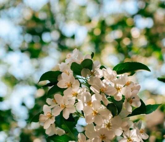 뇌건강 위한 일상 루틴, 작은 변화가 큰 차이를 만든다 Sunlit white apple blossoms against a blurred green background.