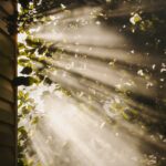 만성피로, 작은 변화로 이겨내기…실천 가능한 생활 관리법 주목 sun rays coming through trees