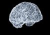 뇌도 매일 관리하는 시대…일상 속 ‘브레인 케어’ 실천법 a close up of a human brain on a black background