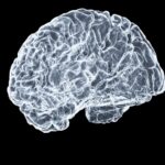 뇌도 매일 관리하는 시대…일상 속 ‘브레인 케어’ 실천법 a close up of a human brain on a black background
