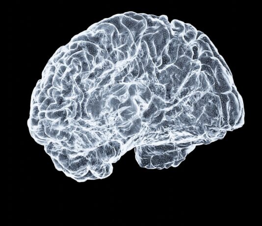 뇌도 매일 관리하는 시대…일상 속 ‘브레인 케어’ 실천법 a close up of a human brain on a black background